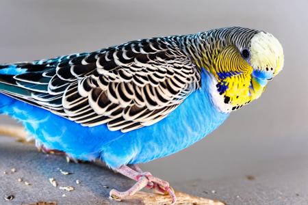 EdobBudgies