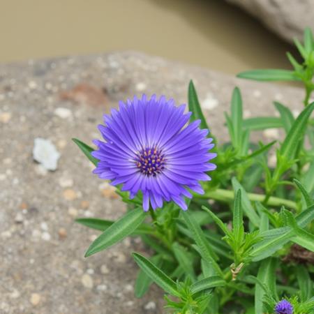 Purple Dom版本Flux v0.1 (ID: 797015)