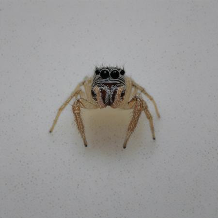 Spider Head版本V1 (ID: 666609)