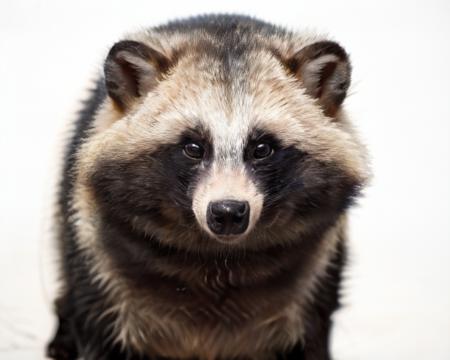 Raccoon_dog