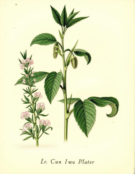 Botanica: Botanical Illustration Style